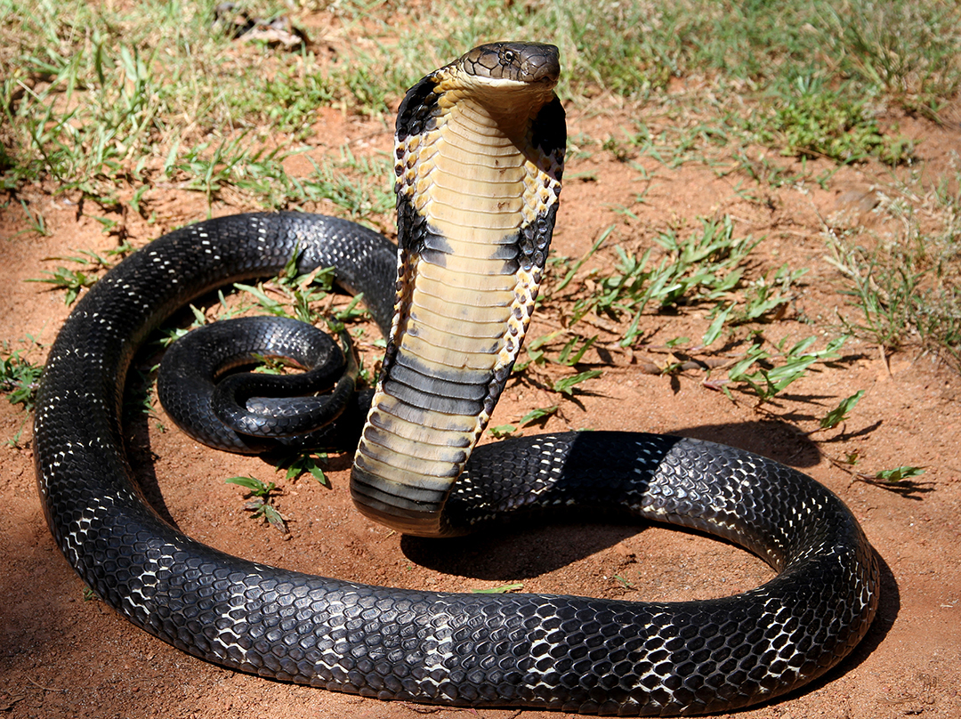 Indian King Cobra Snake Wallpapers
