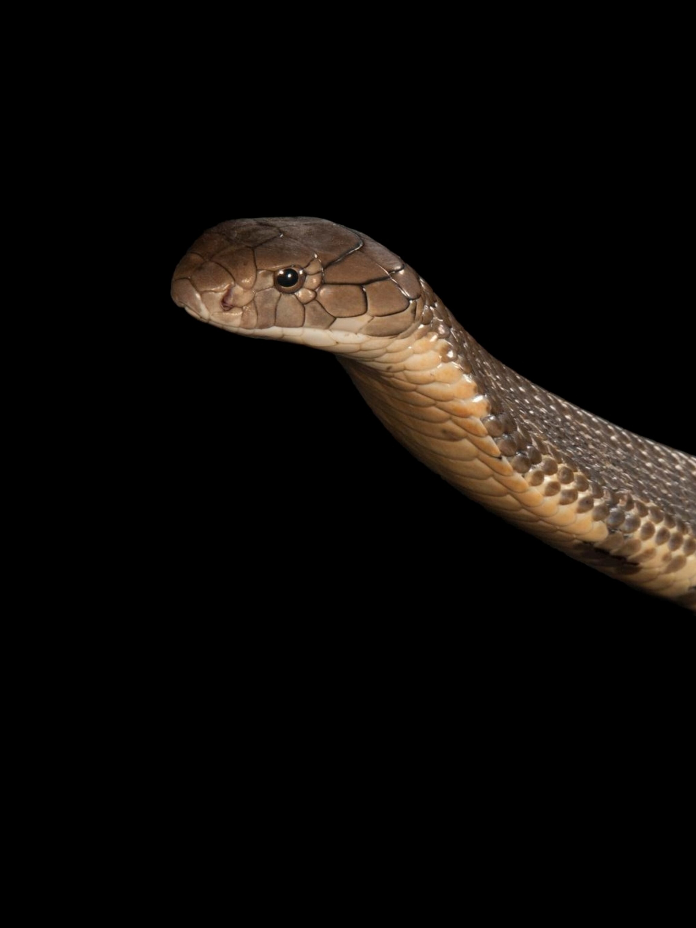 Indian King Cobra Snake Wallpapers