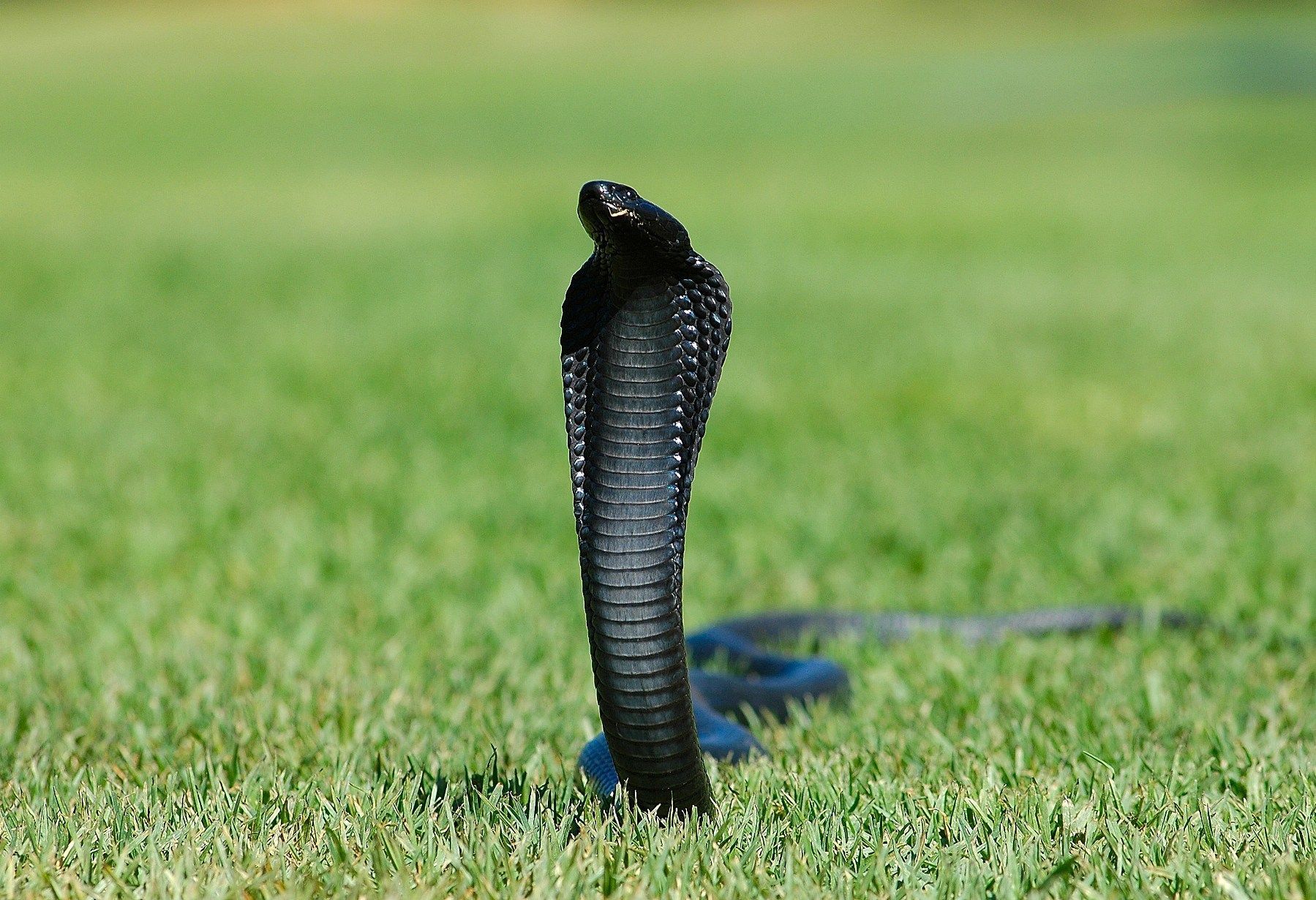 Indian King Cobra Snake Wallpapers