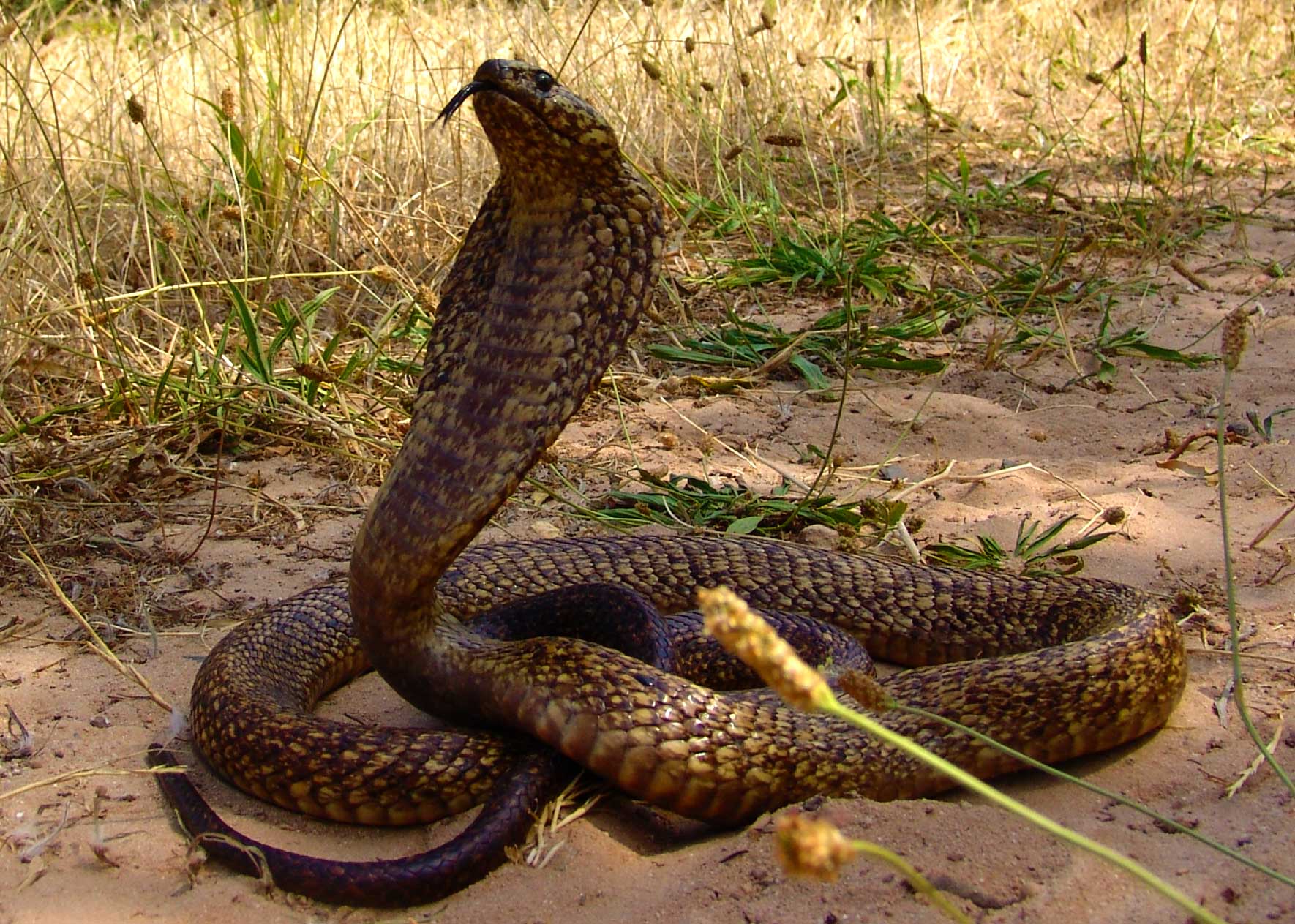 Индийские змей. Змея гамадриад. Королевская Кобра самец. Жылан Кобра. King Cobra.