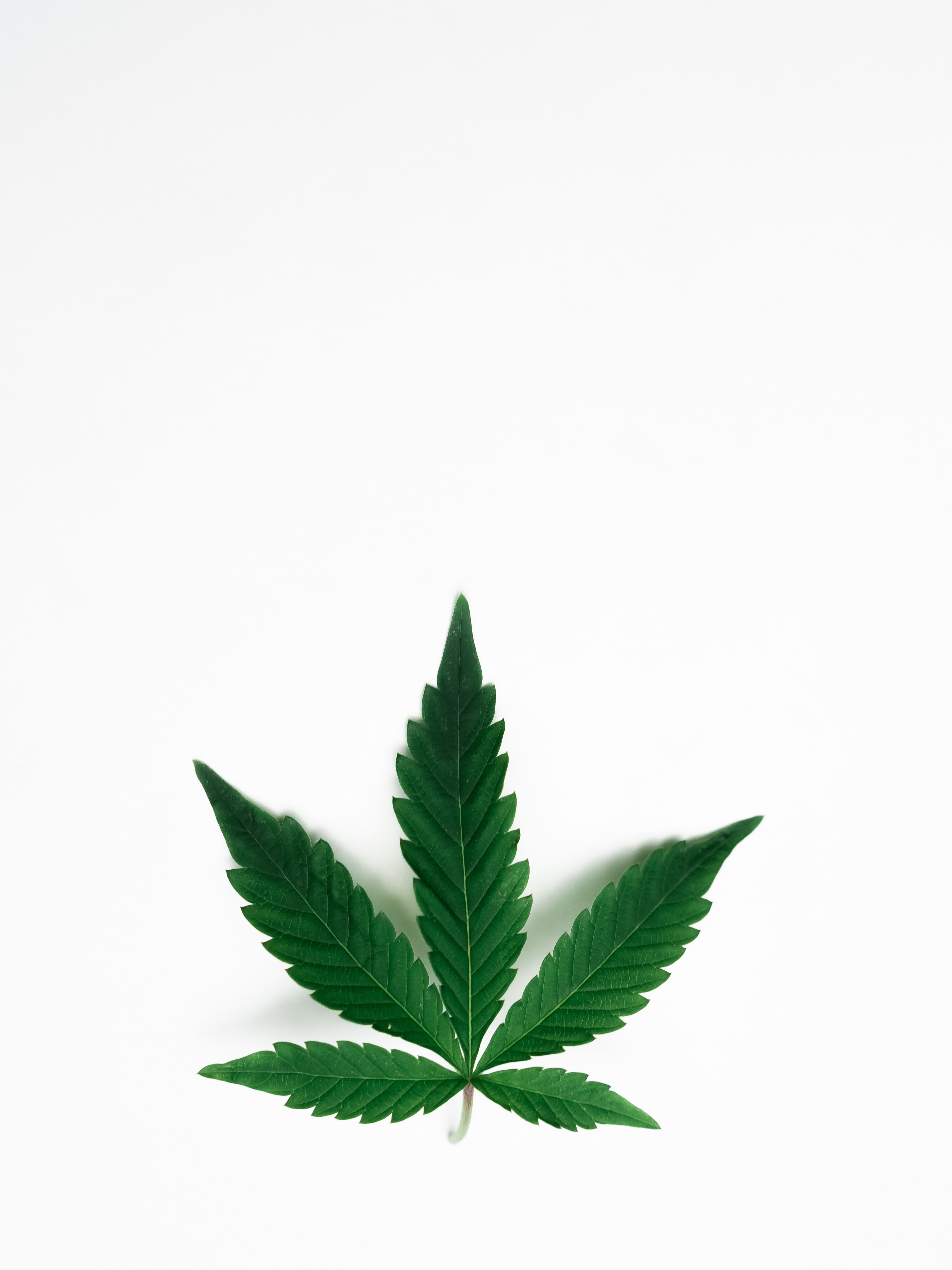 Indica Wallpapers