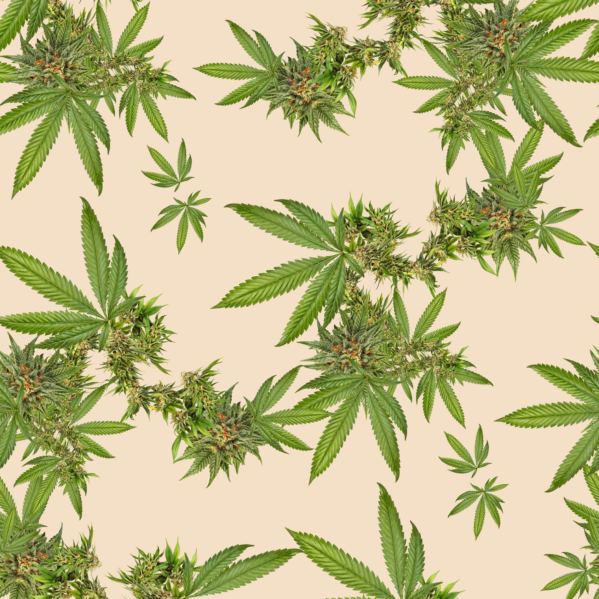 Indica Wallpapers