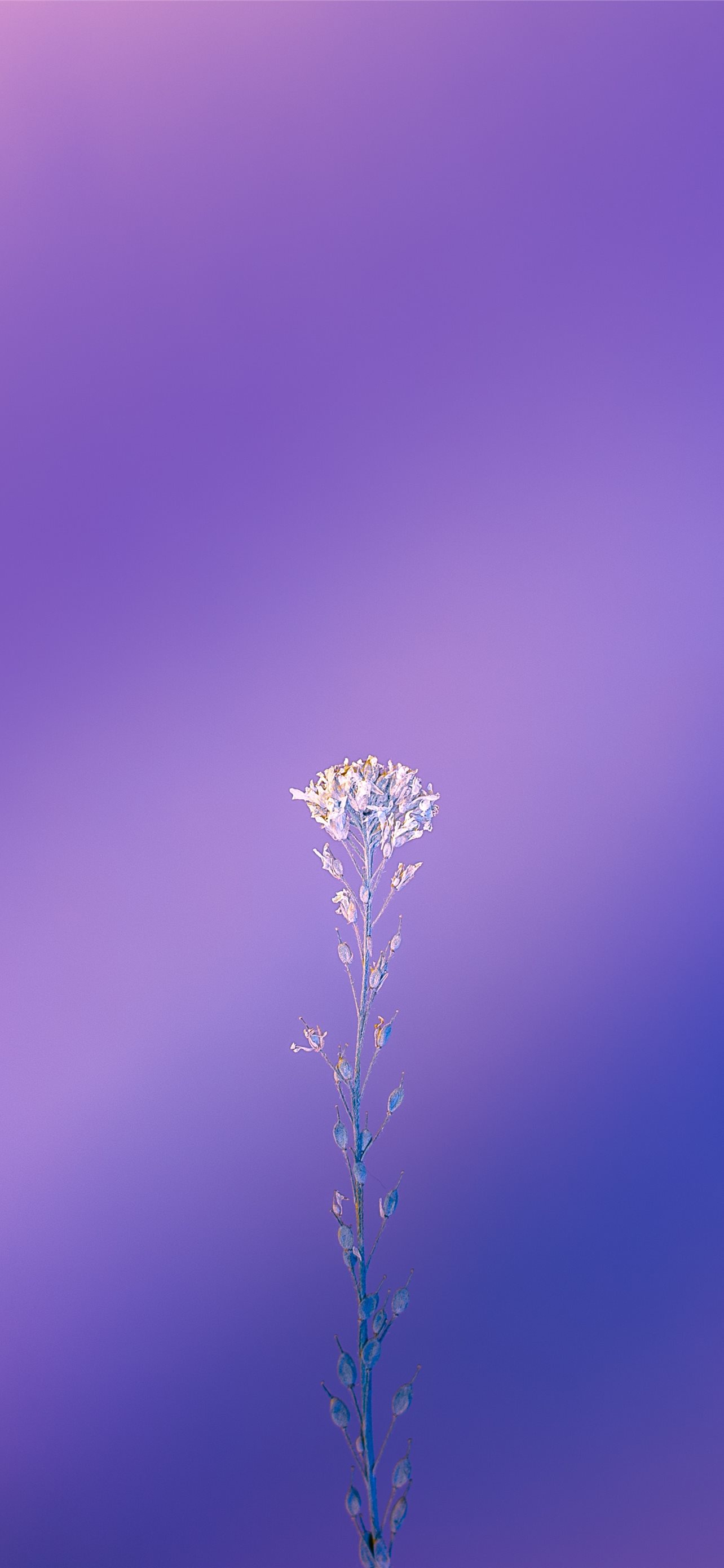 Indigo Iphone Wallpapers