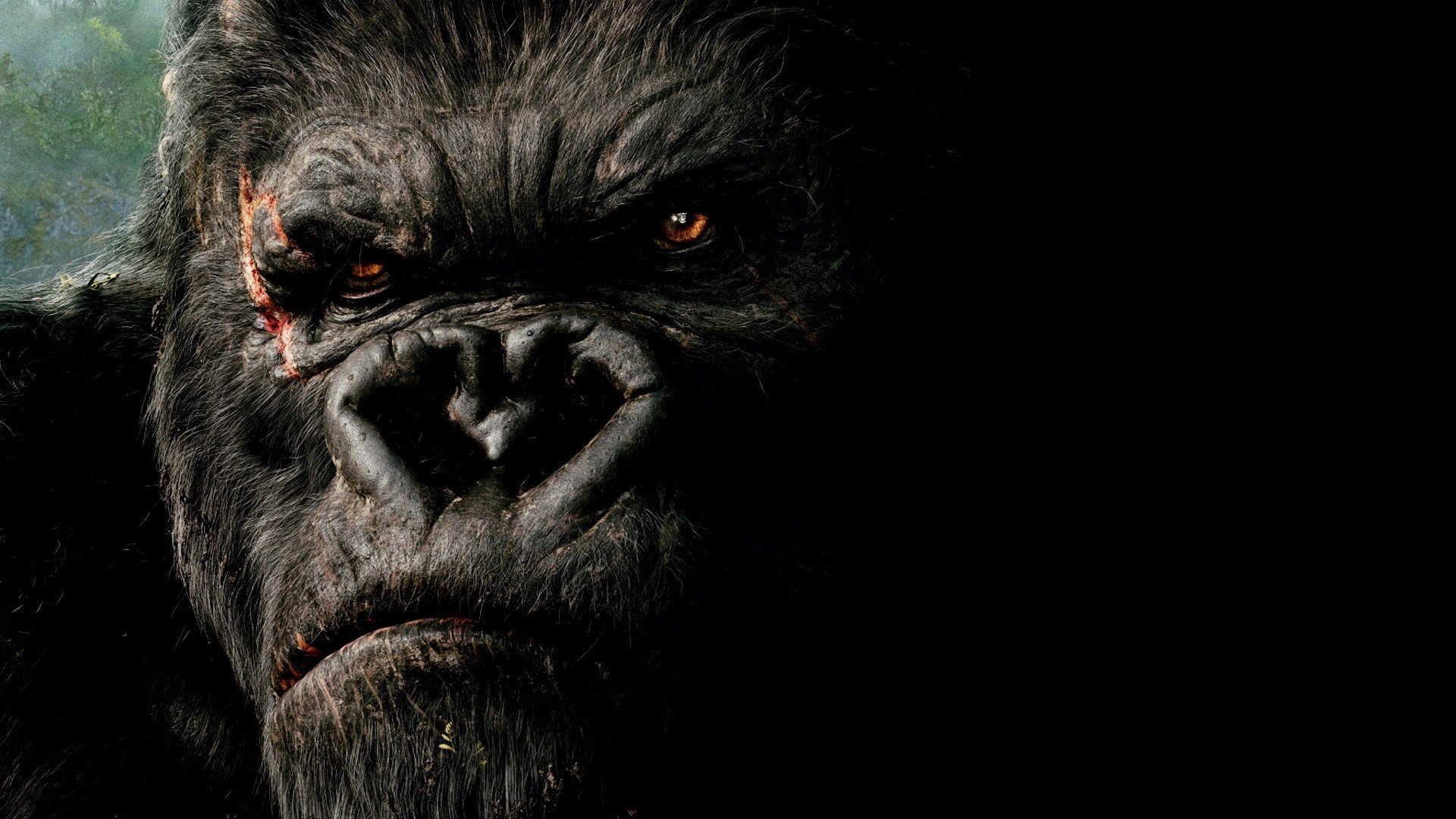 Innocent King Kong Wallpapers