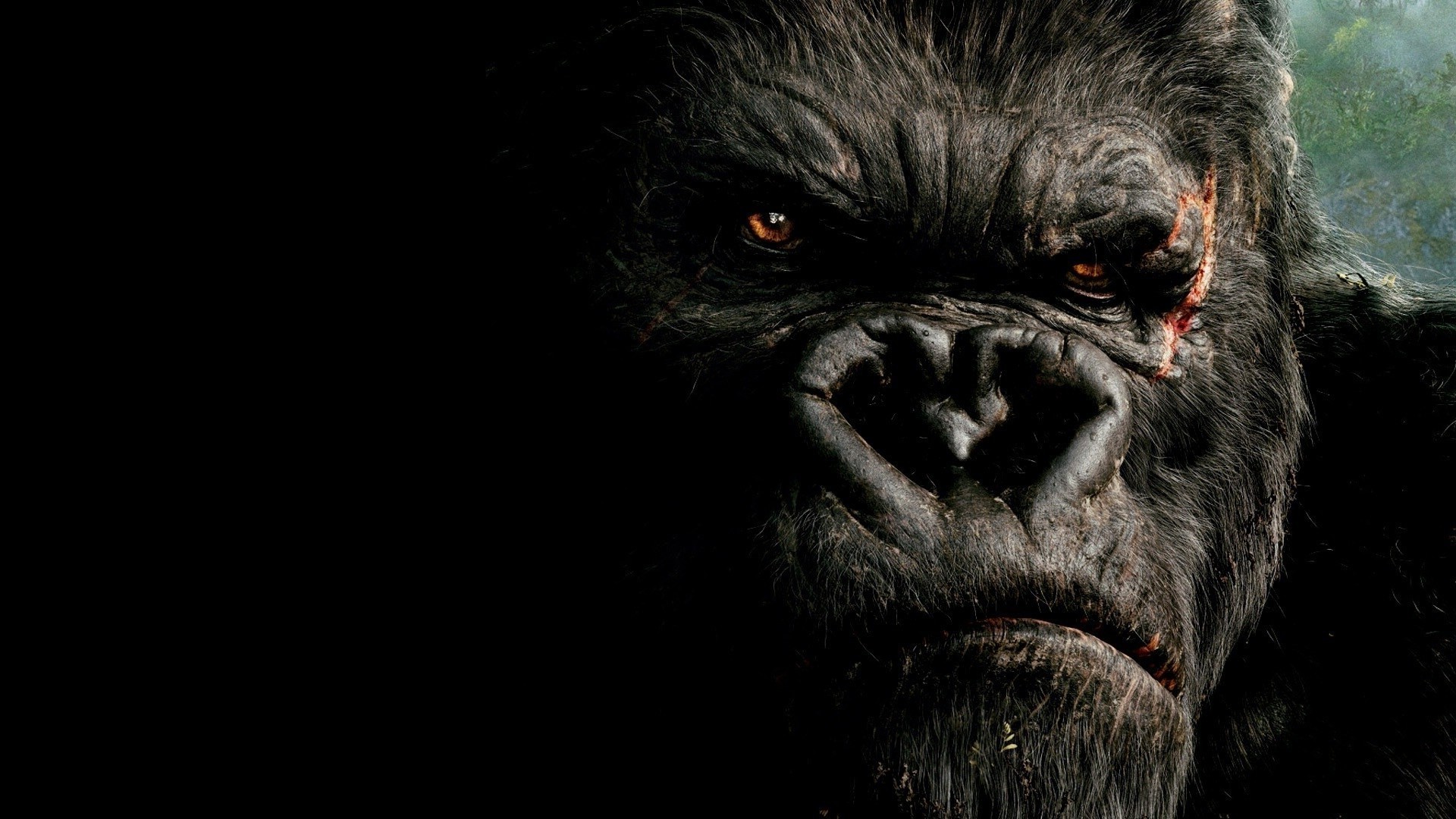 Innocent King Kong Wallpapers