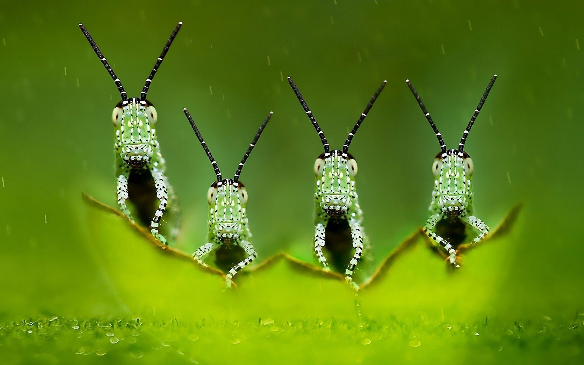 Insect Wallpapers