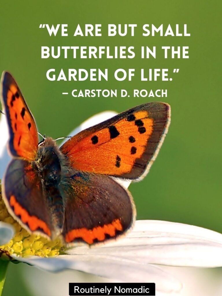 Inspirational Butterfly Quotes Wallpapers