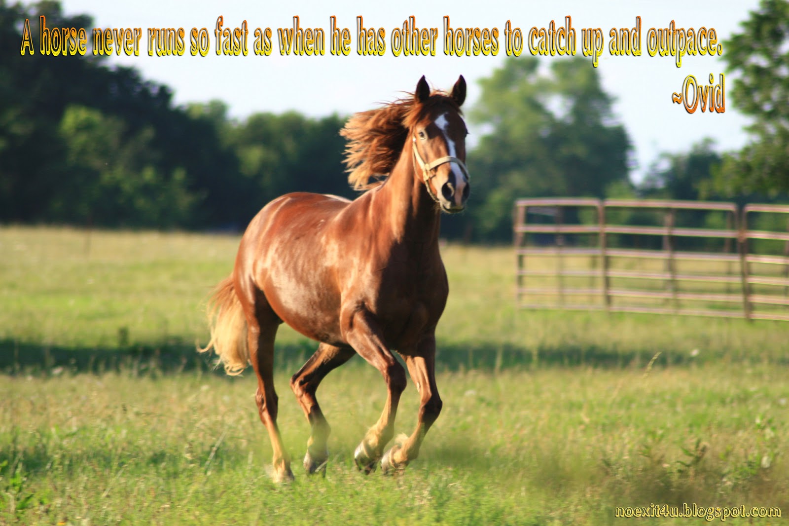 Inspirational Good Morning Horse Images Wallpapers