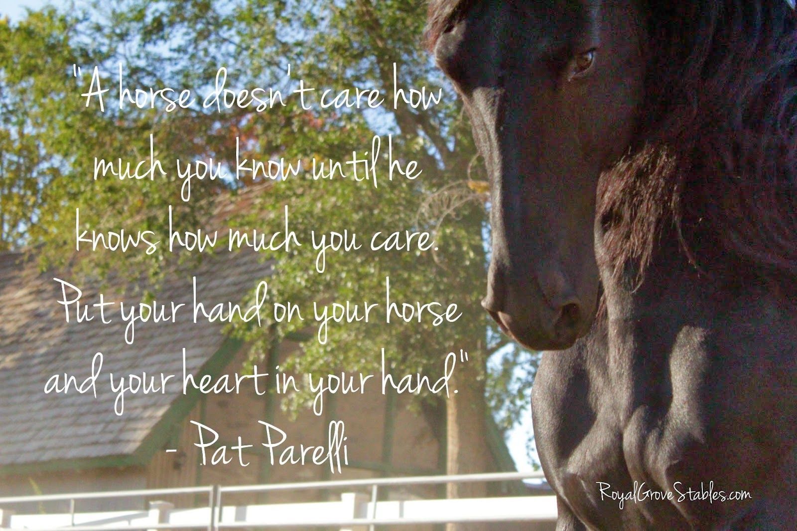 Inspirational Good Morning Horse Images Wallpapers