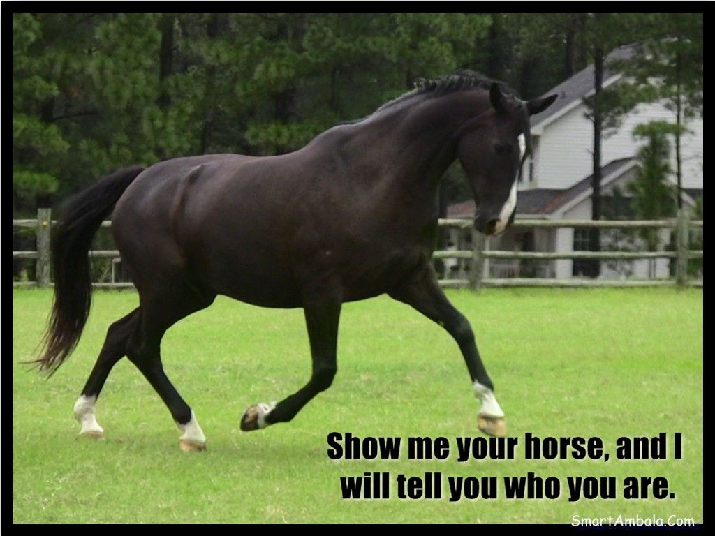 Inspirational Good Morning Horse Images Wallpapers