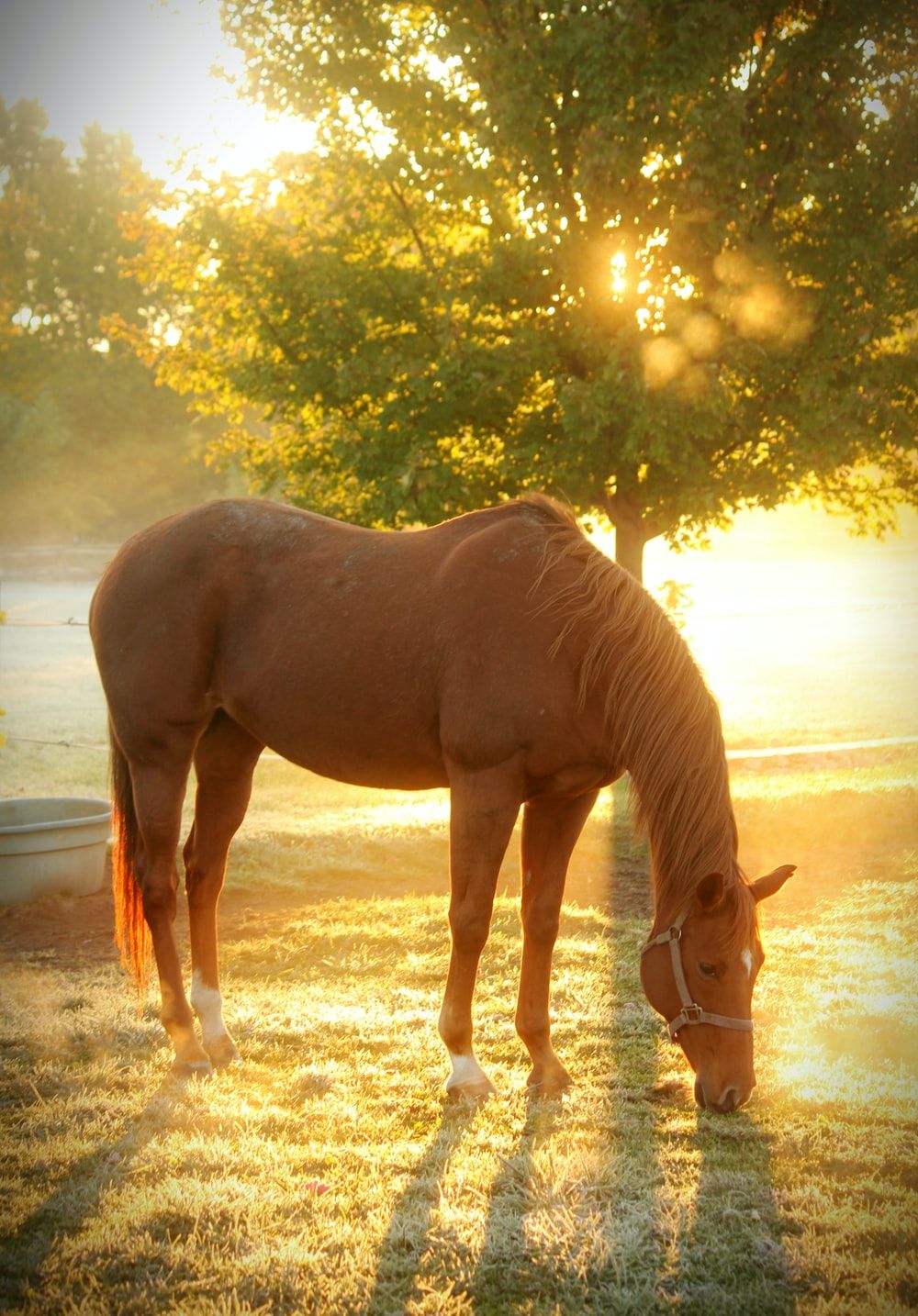 Inspirational Good Morning Horse Images Wallpapers