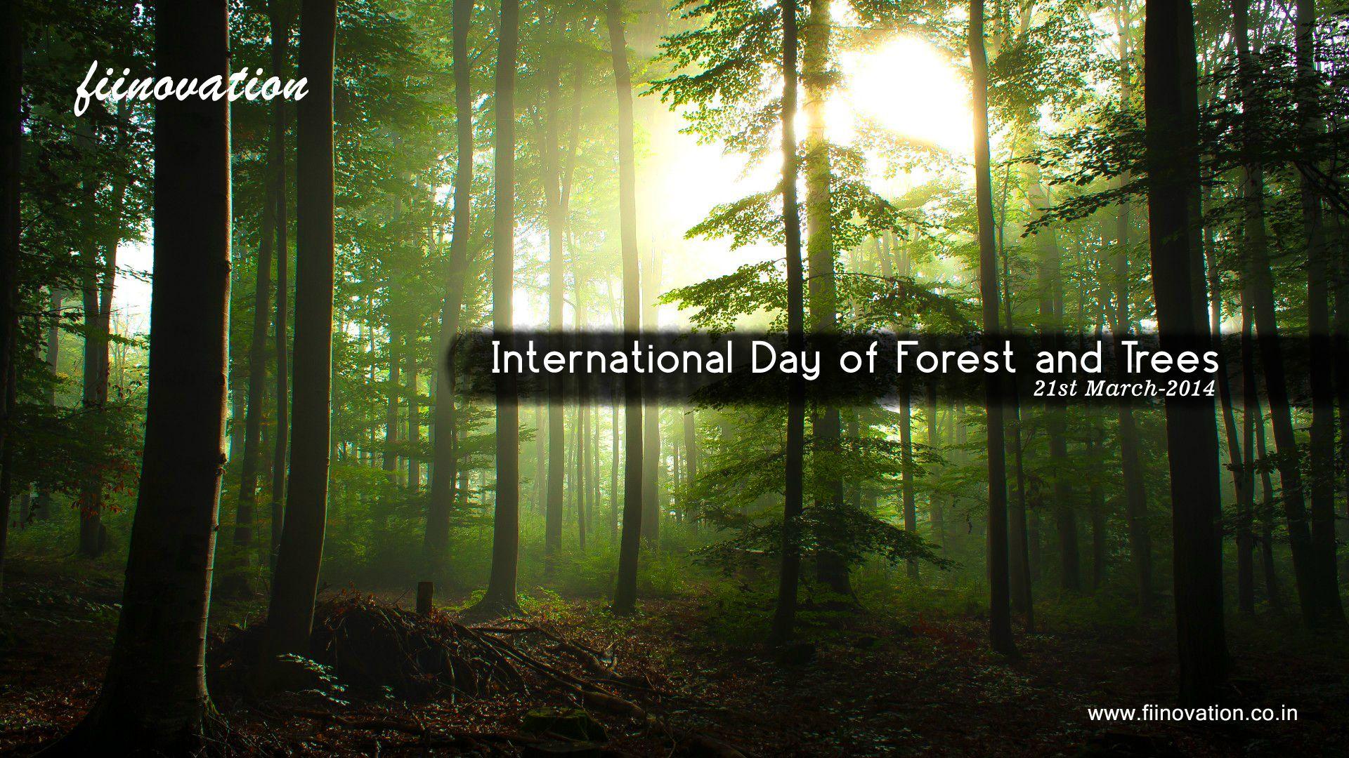 International Day Of Forests Wallpapers