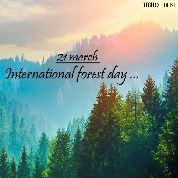 International Day Of Forests Wallpapers