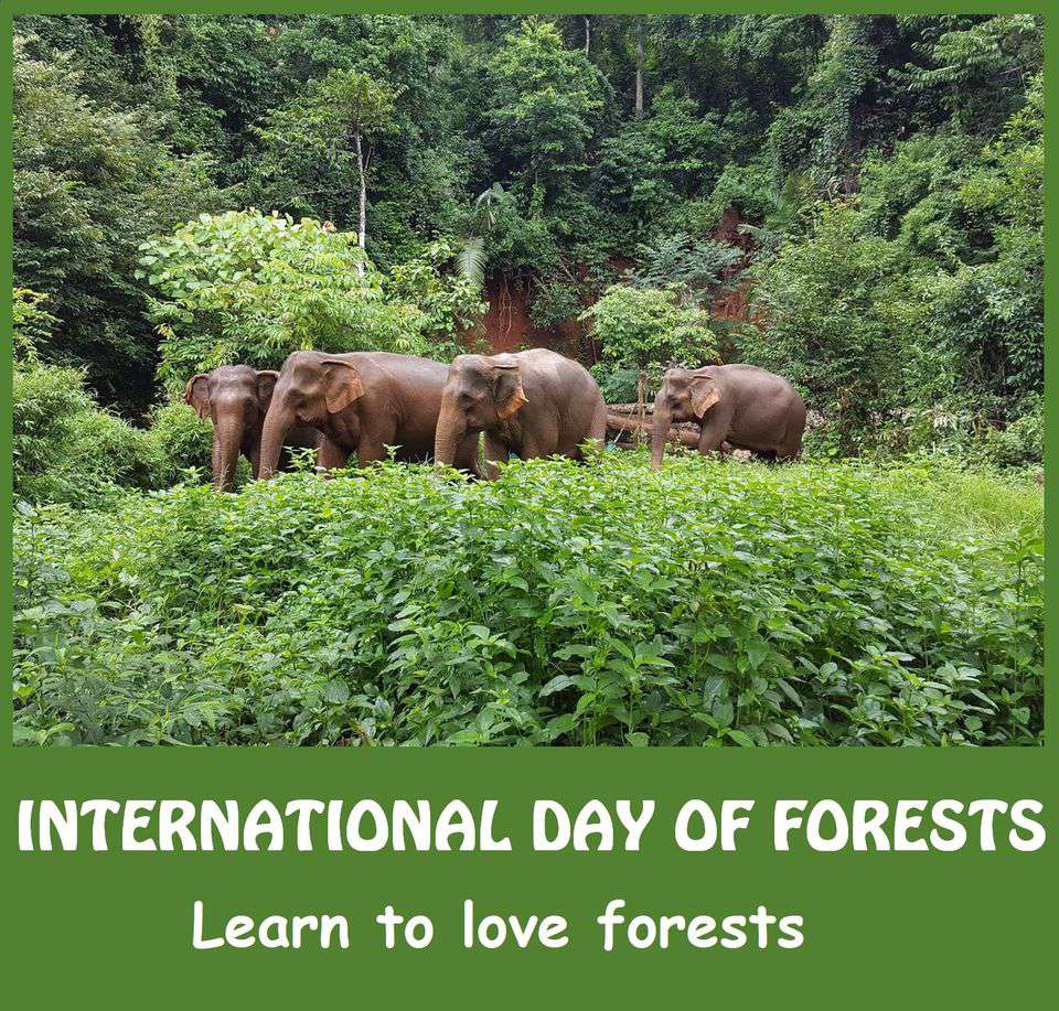 International Day Of Forests Wallpapers