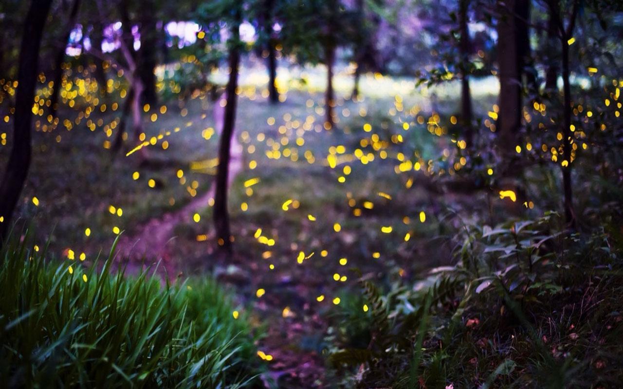 Into The Forest Of Fireflies' Light Wallpapers