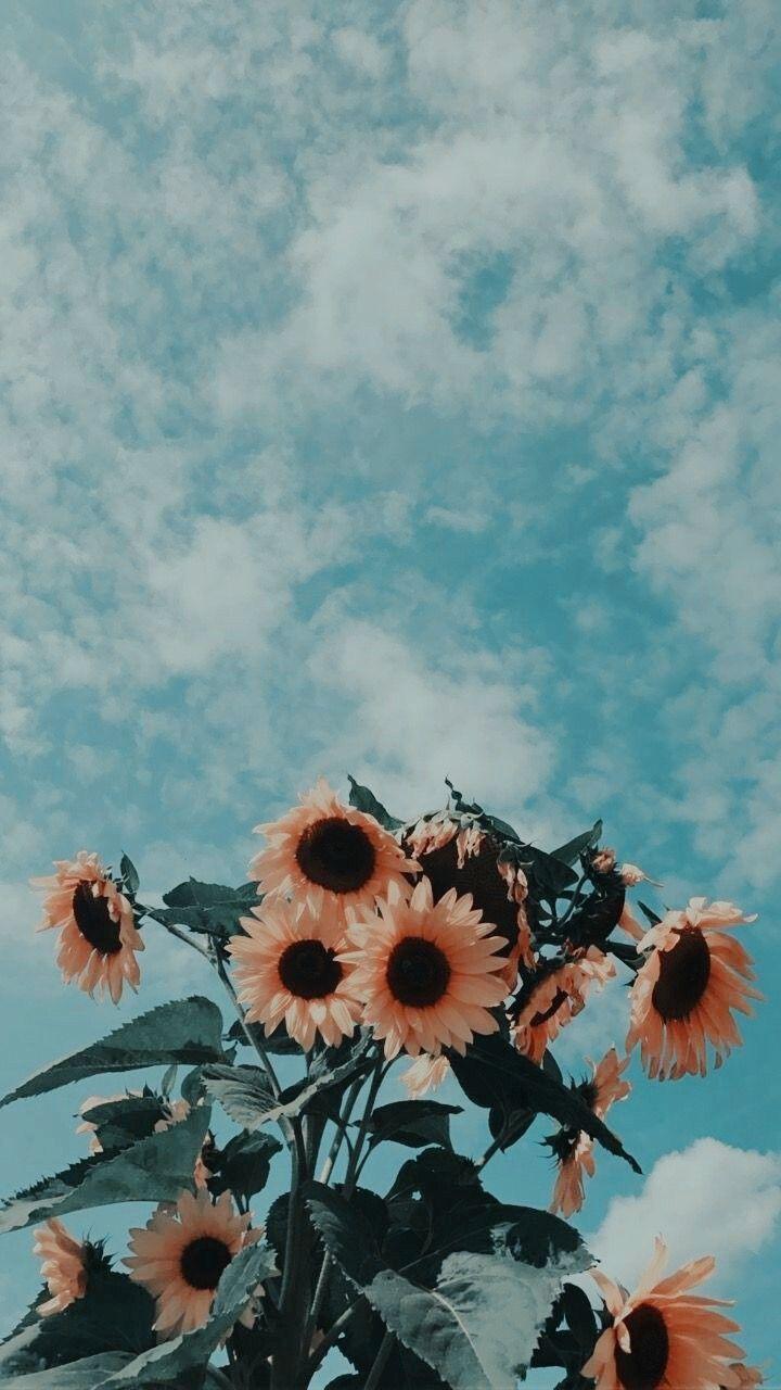 Iphone Backgrounds Vsco