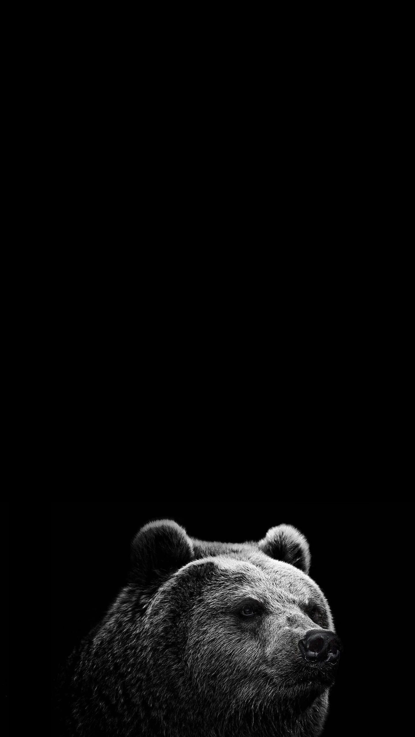 Iphone Bear Wallpapers