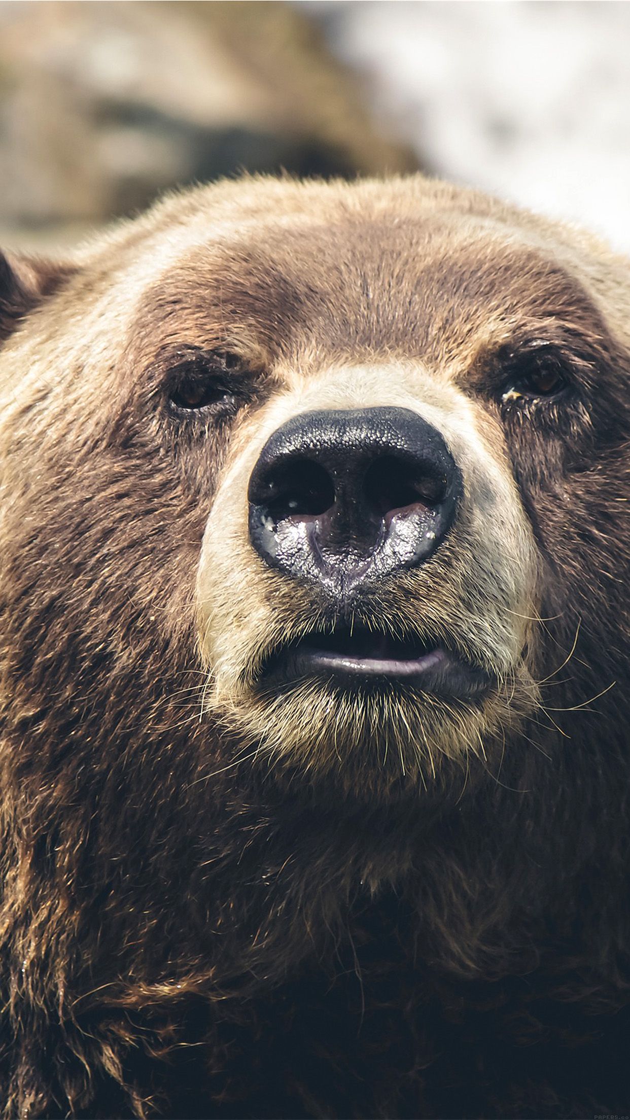 Iphone Bear Wallpapers