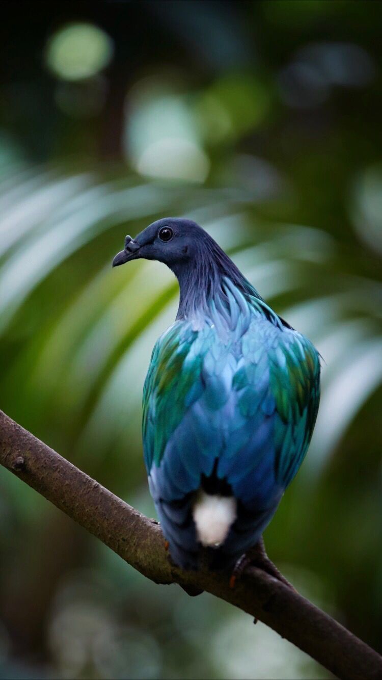 Iphone Birds Wallpapers