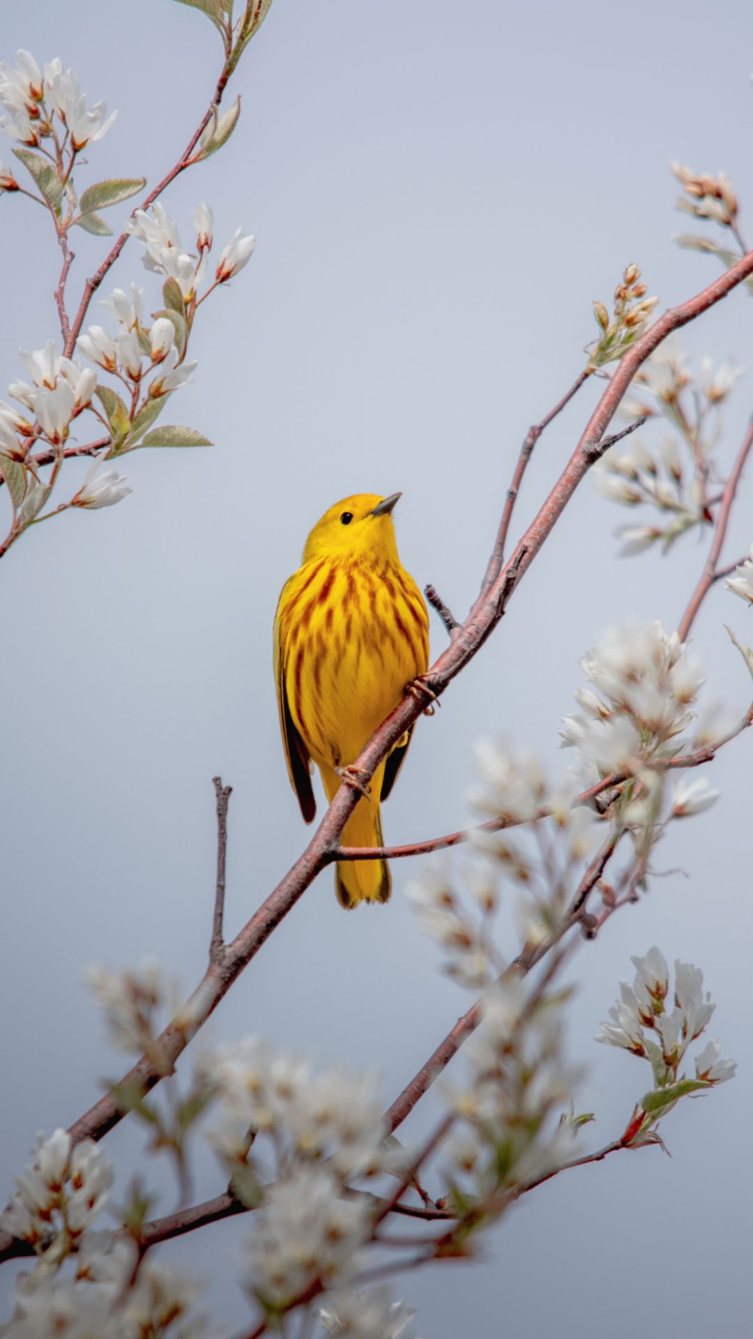 Iphone Birds Wallpapers