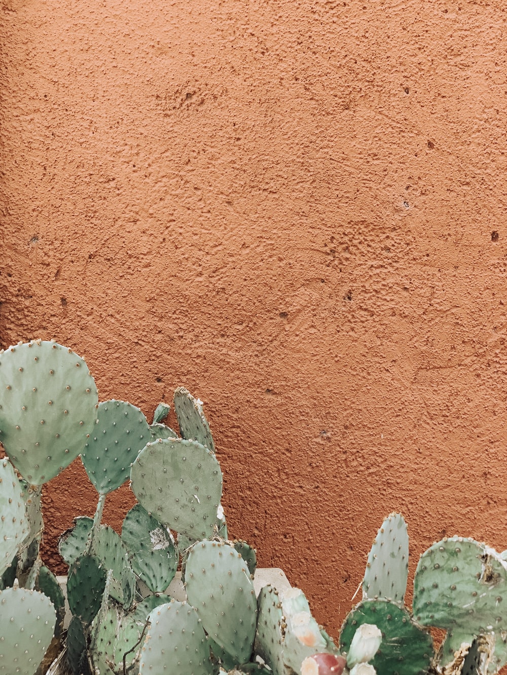 Iphone Cactus Wallpapers