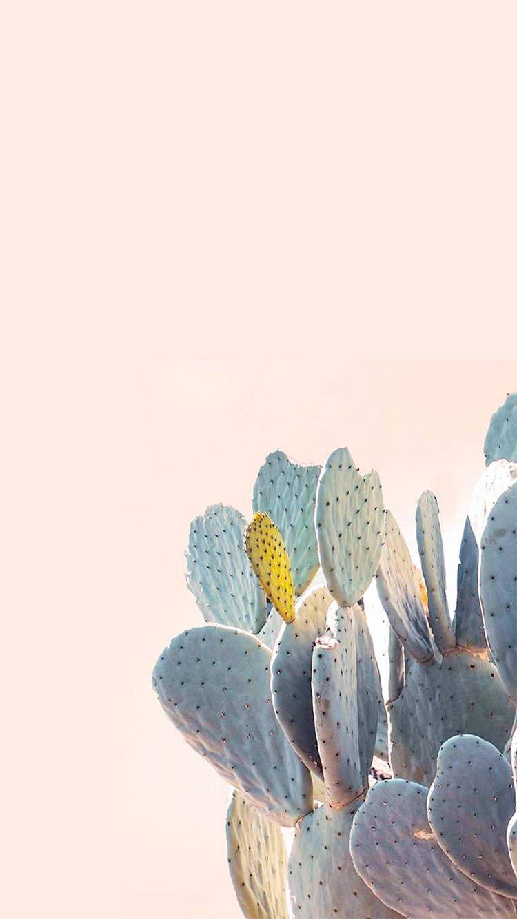 Iphone Cactus Wallpapers