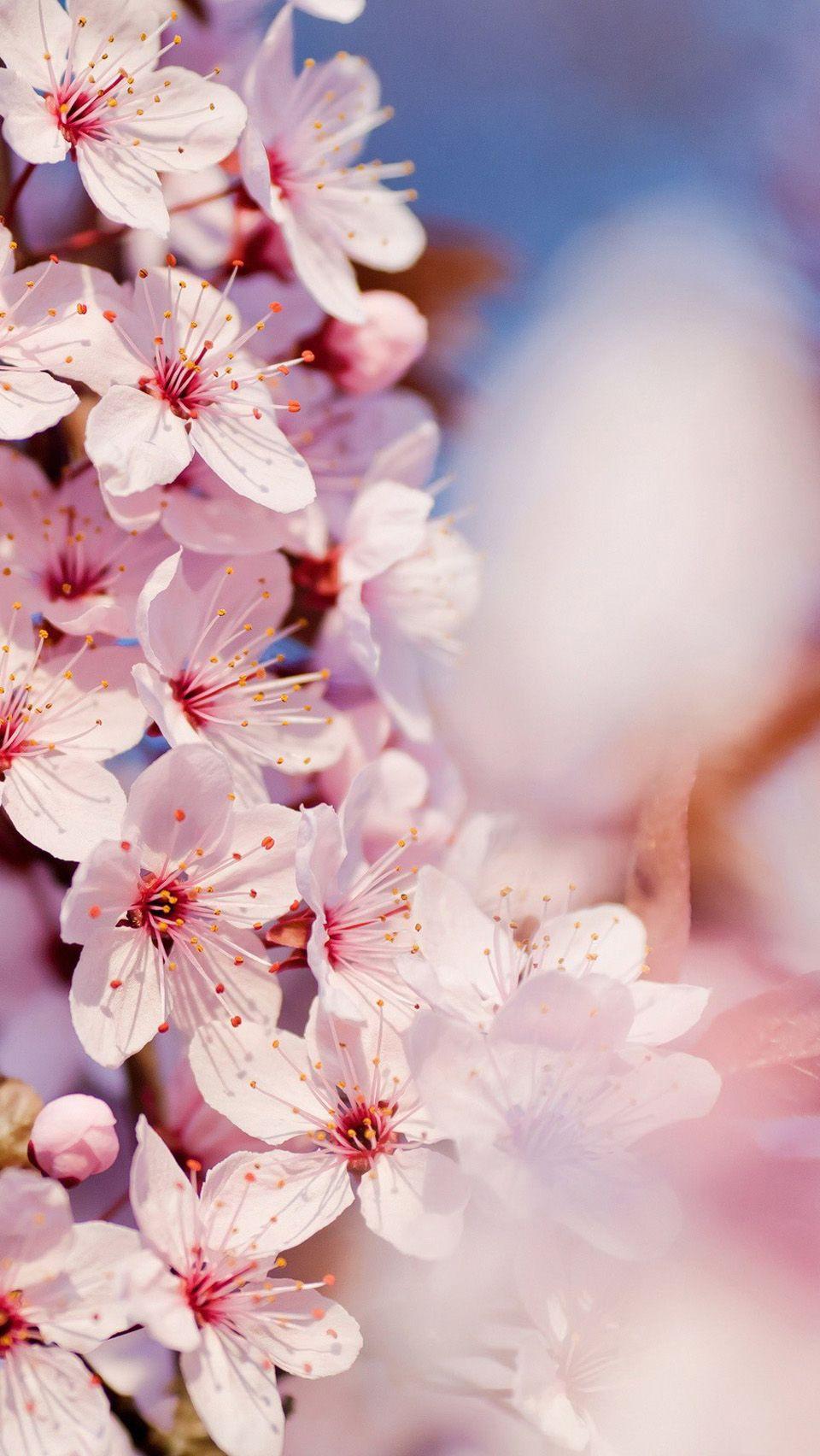 Iphone Cherry Blossom Wallpapers