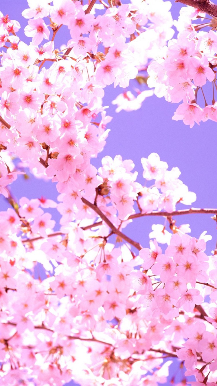 Iphone Cherry Blossom Wallpapers