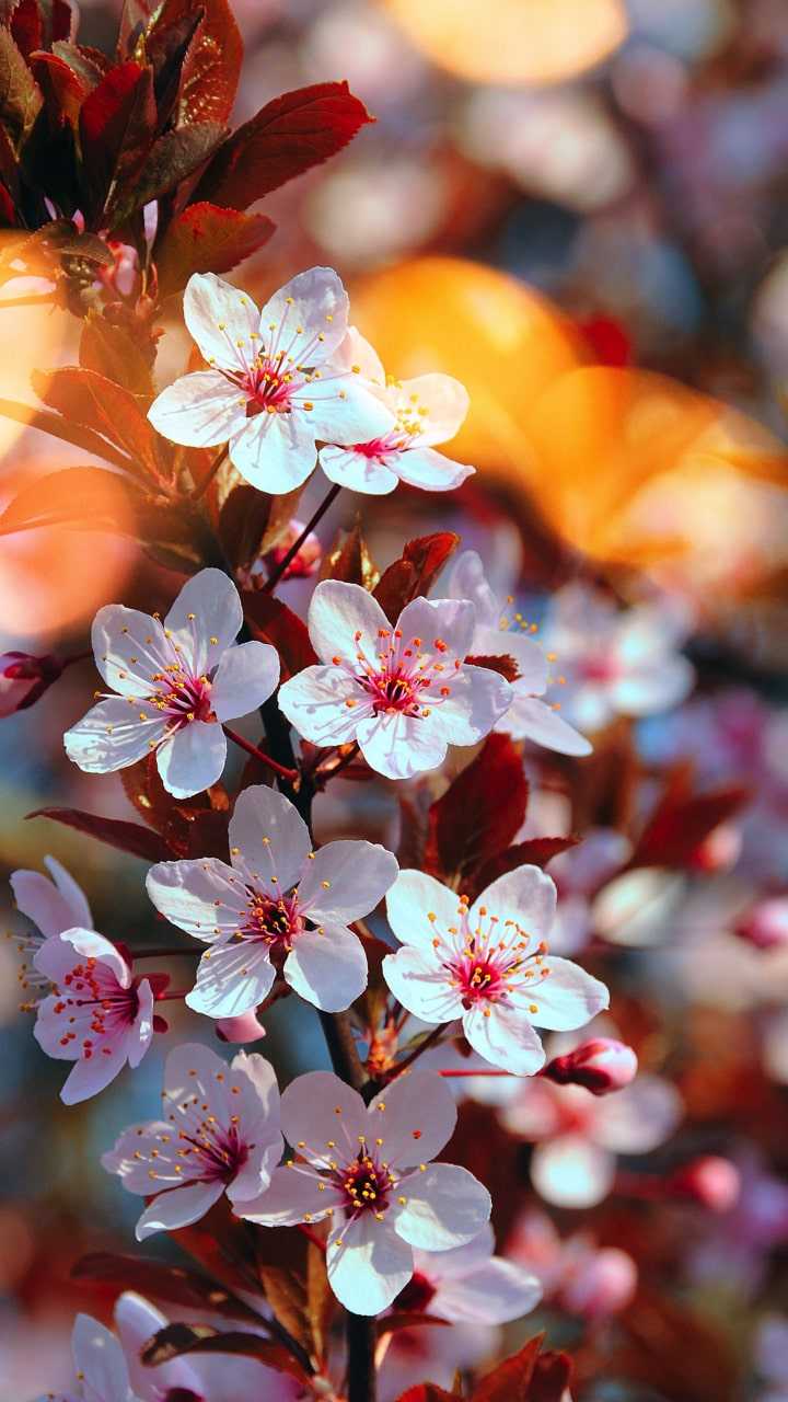 Iphone Cherry Blossom Wallpapers