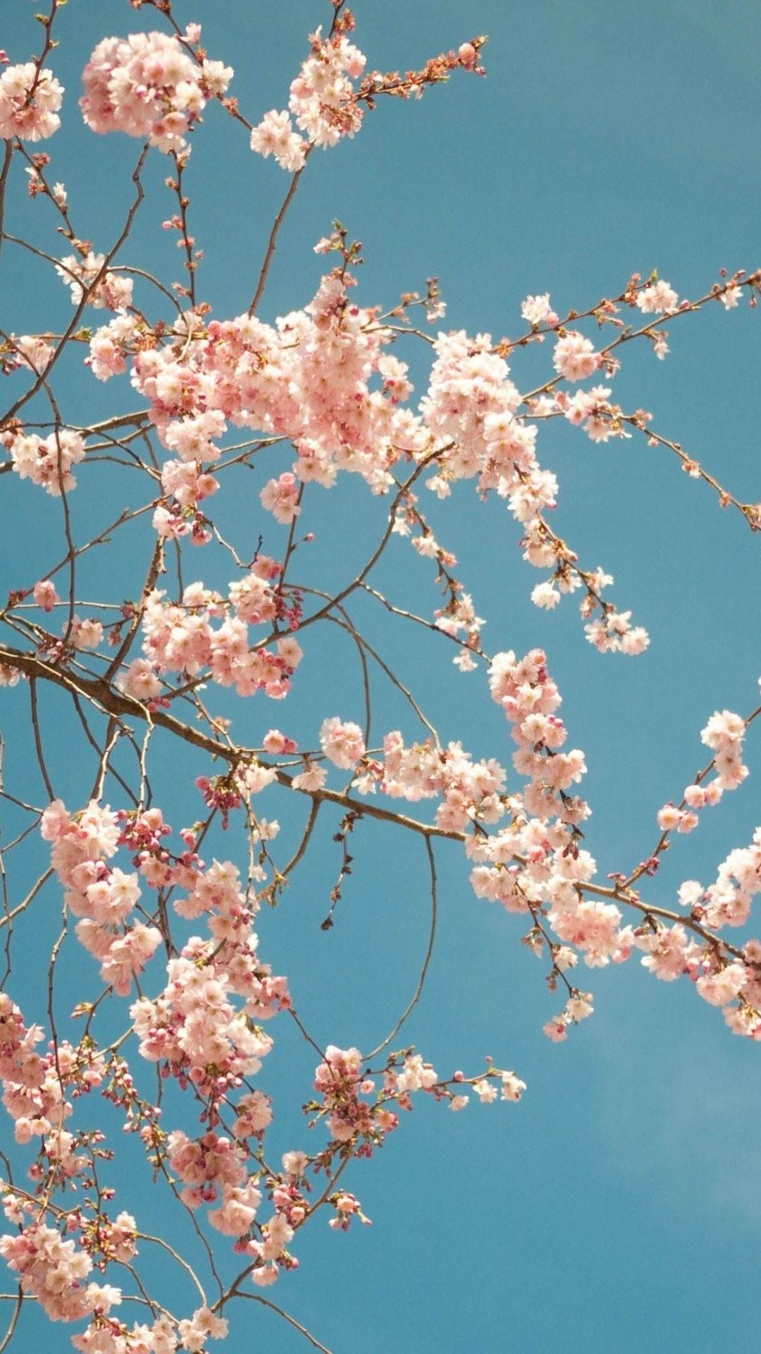 Iphone Cherry Blossom Wallpapers