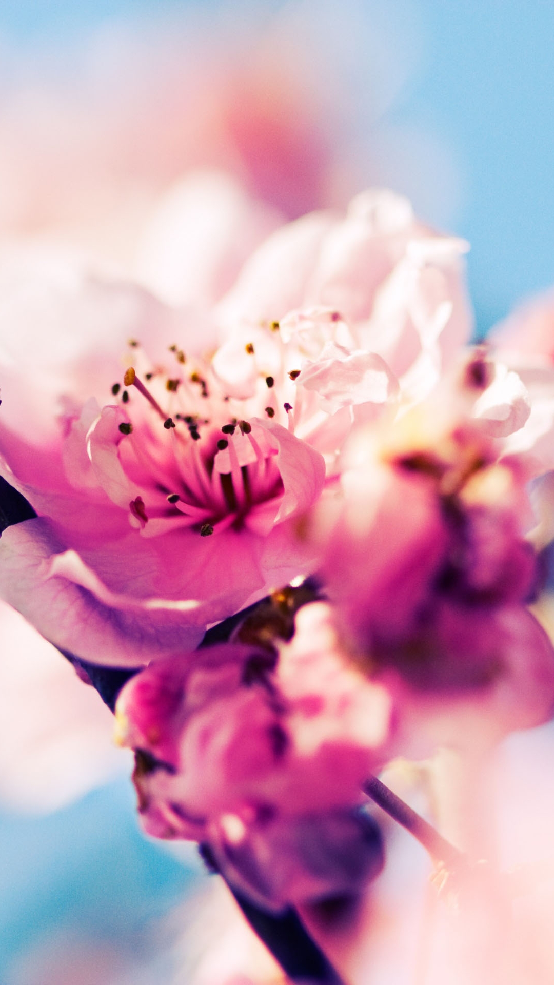 Iphone Cherry Blossom Wallpapers