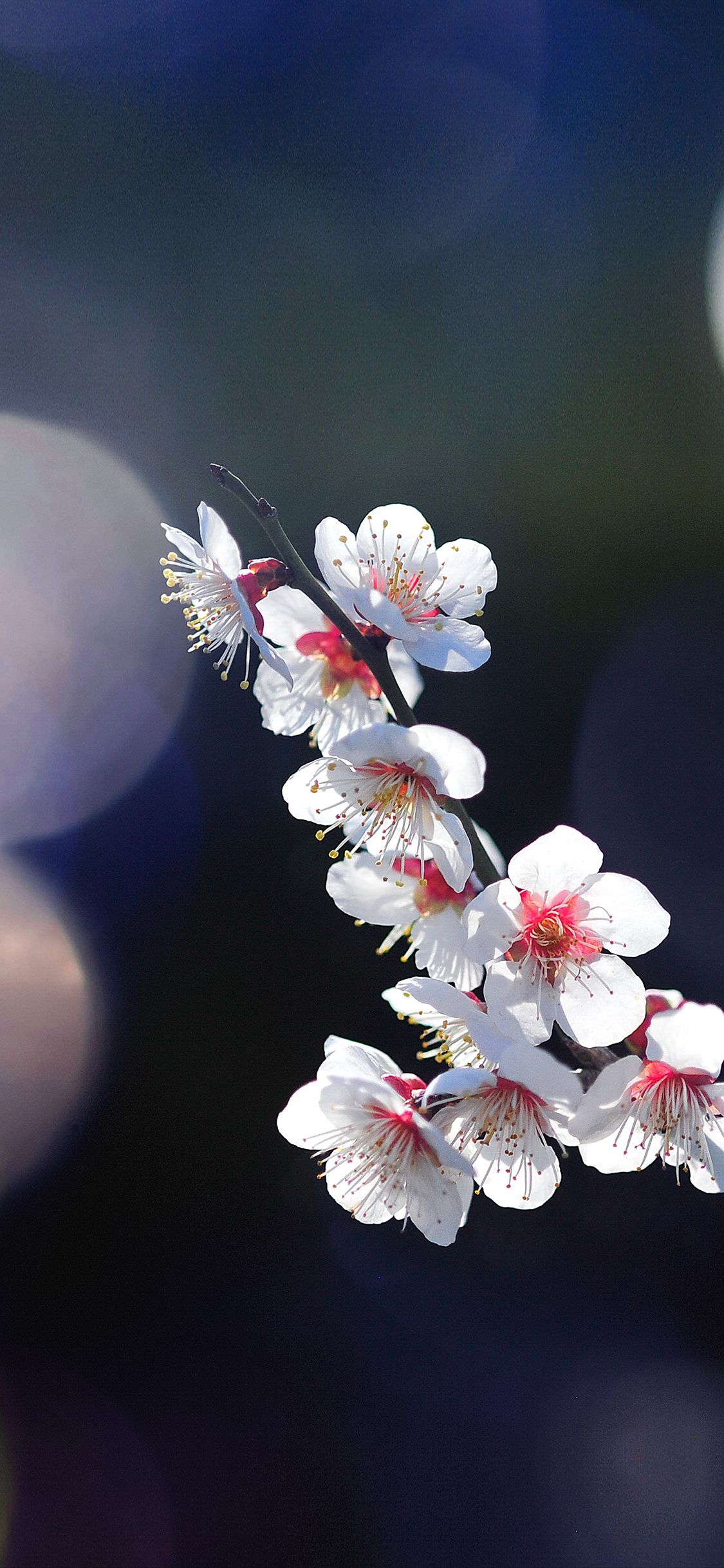 Iphone Cherry Blossom Wallpapers