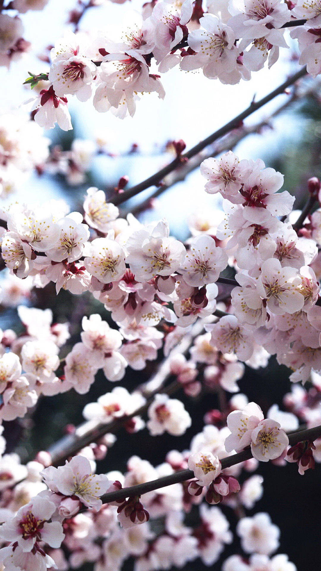 Iphone Cherry Blossom Wallpapers