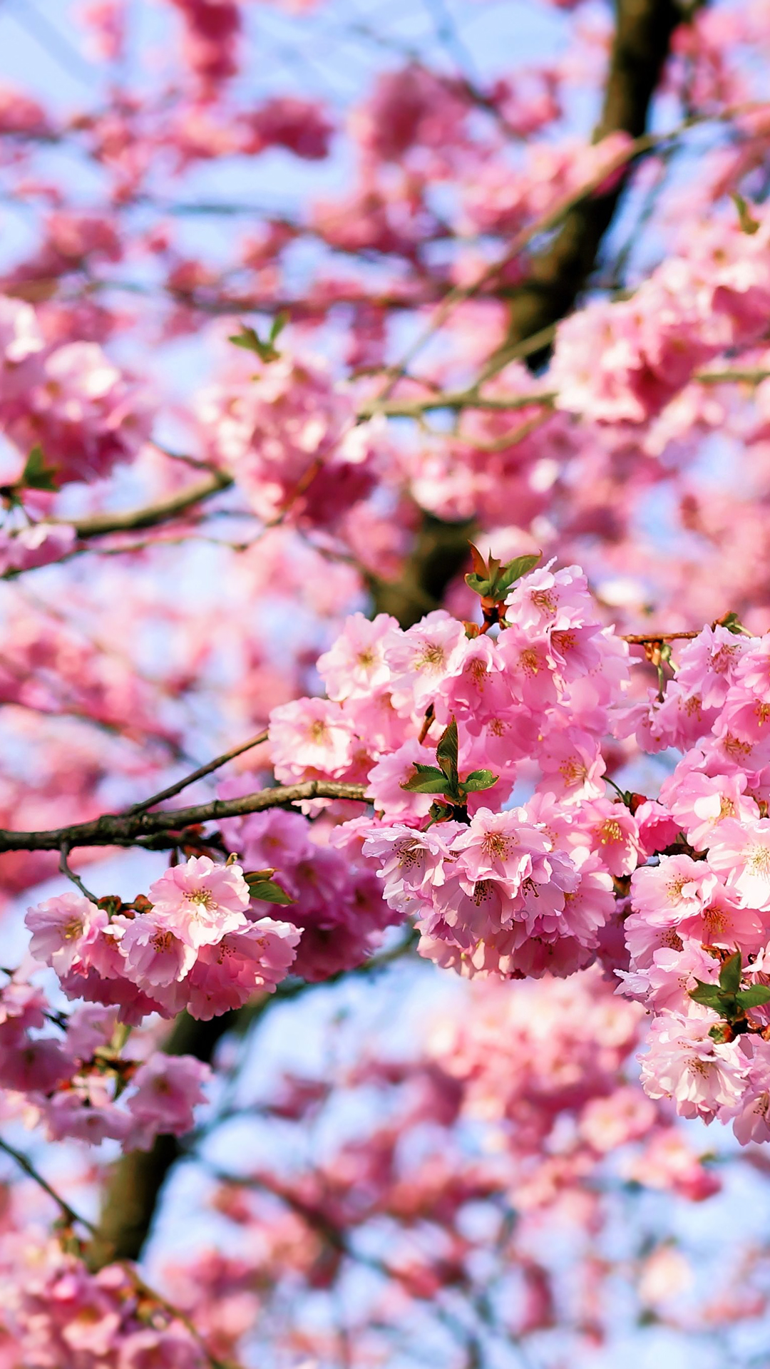 Iphone Cherry Blossom Wallpapers