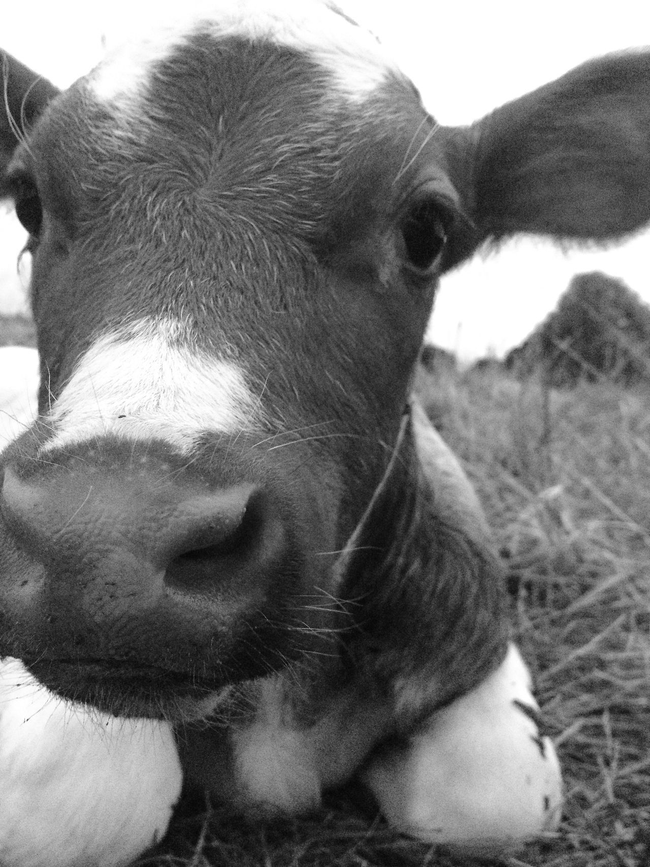 Iphone Cow Wallpapers