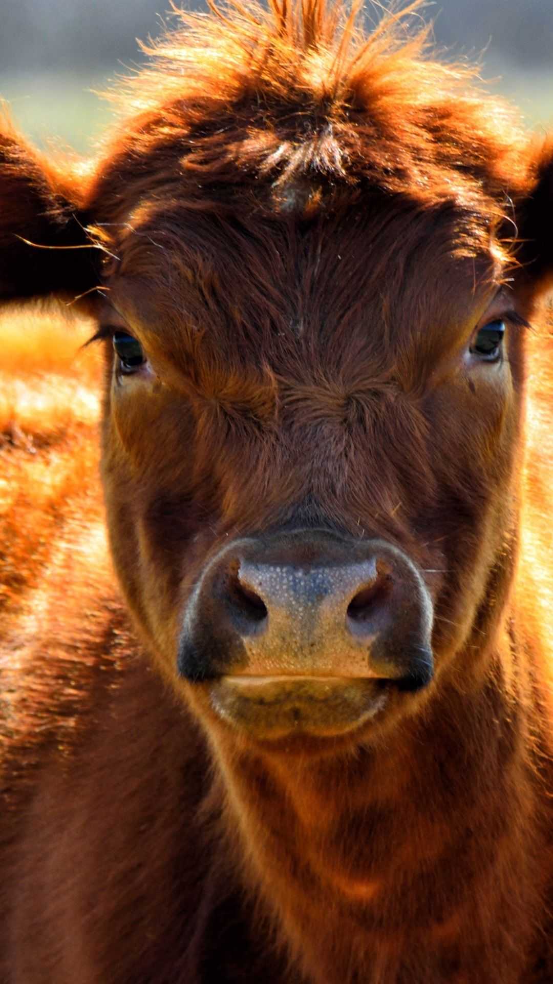 Iphone Cow Wallpapers