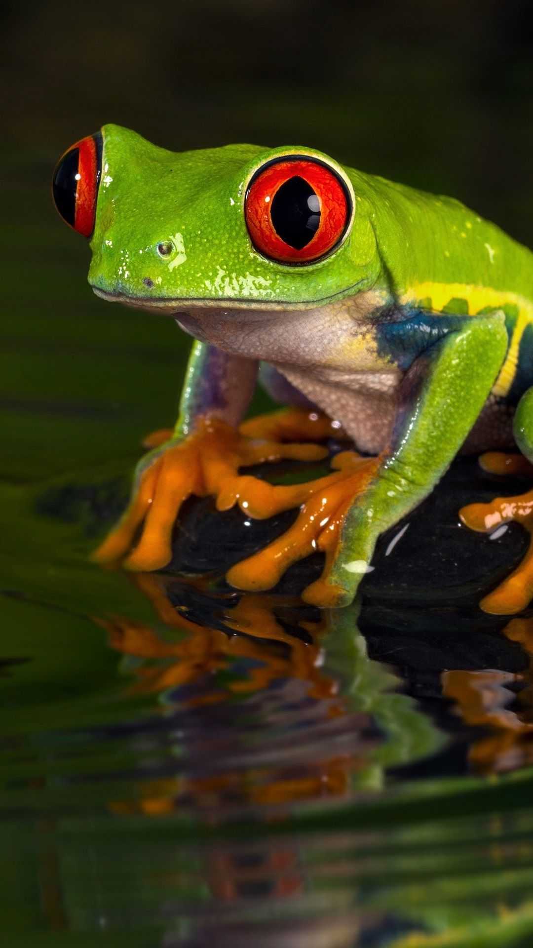 Iphone Cute Frog Wallpapers