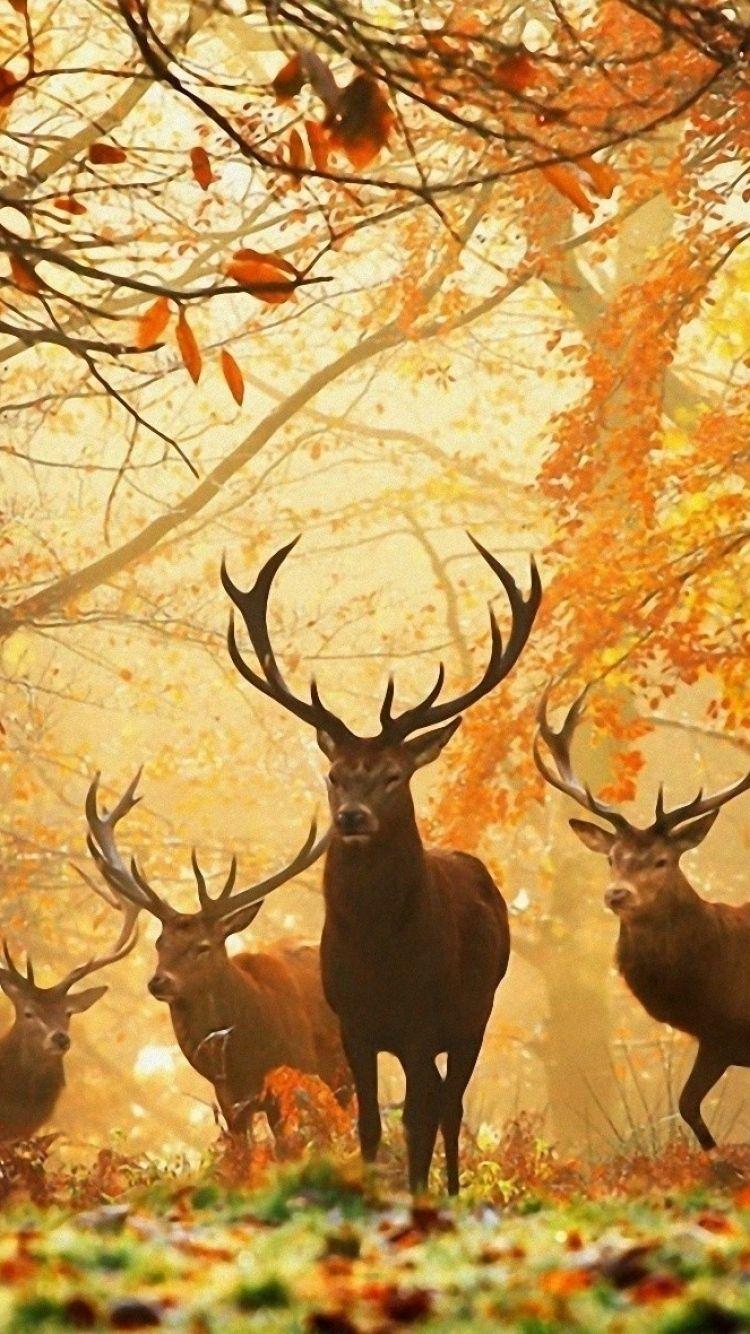 Iphone Deer Wallpapers