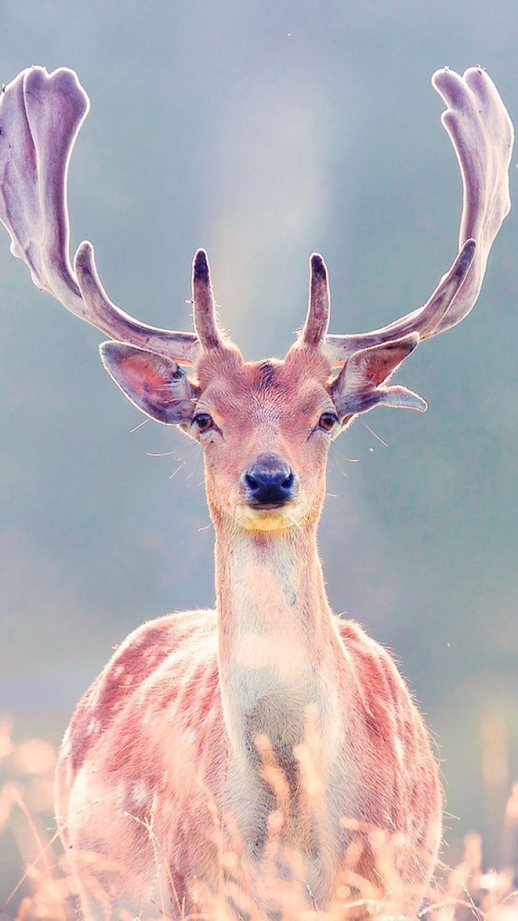 Iphone Deer Wallpapers