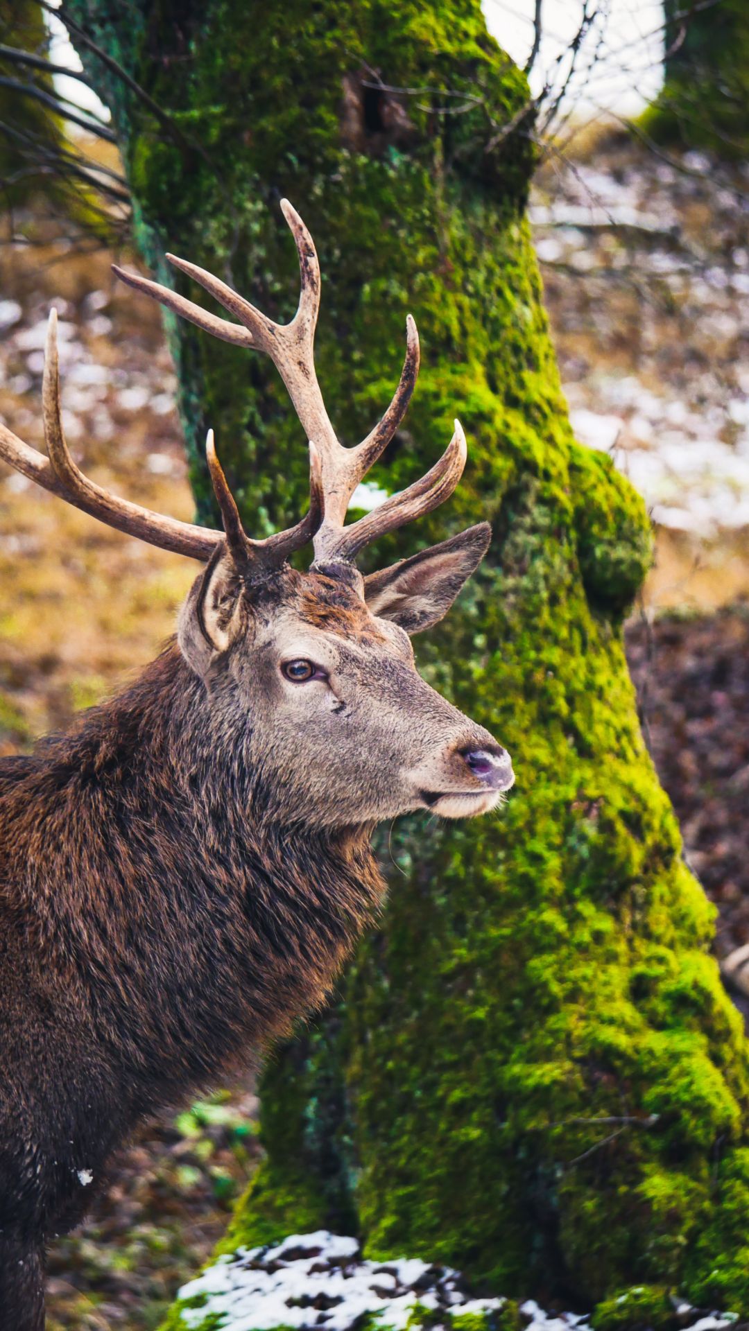 Iphone Deer Wallpapers