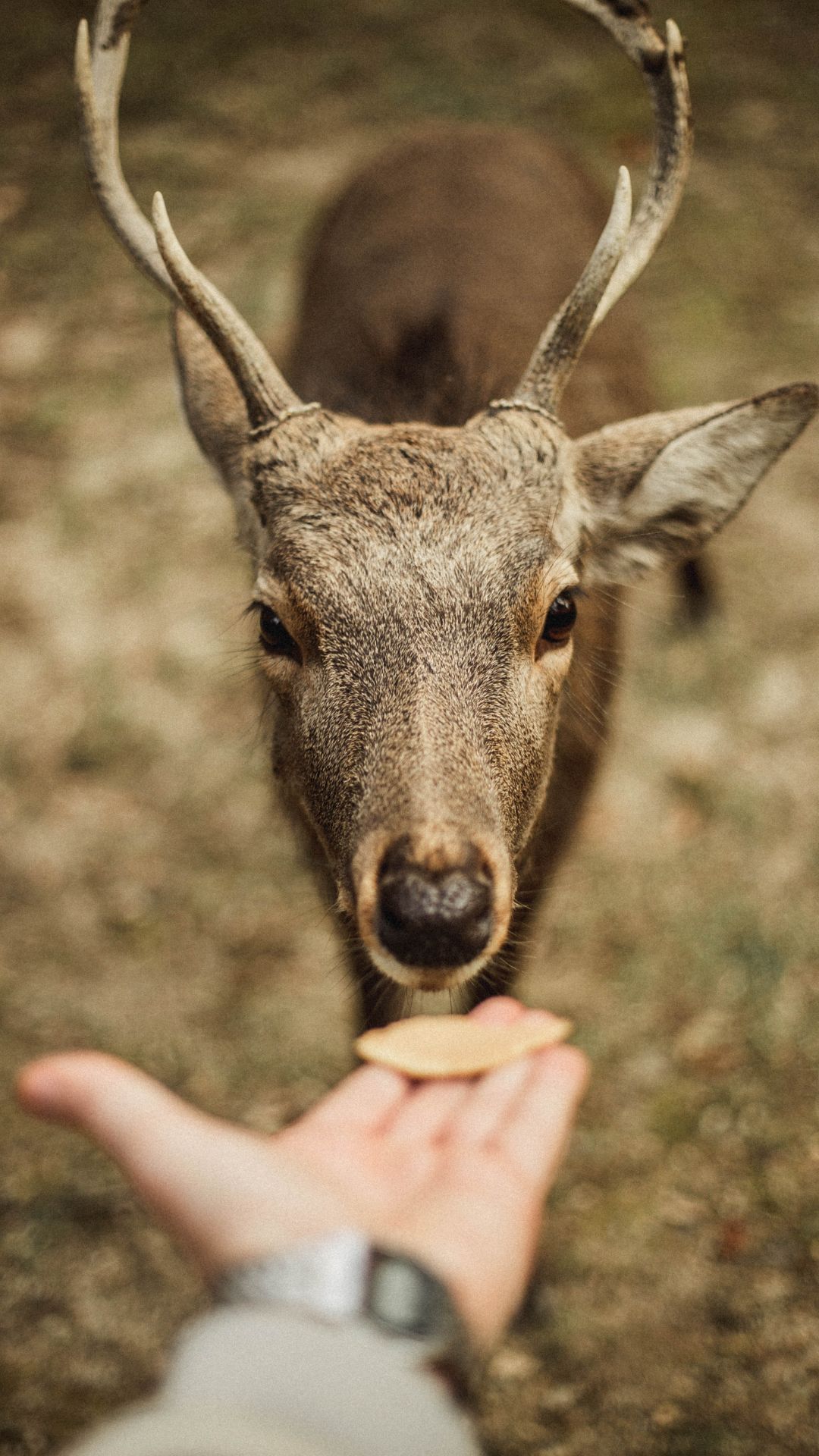 Iphone Deer Wallpapers