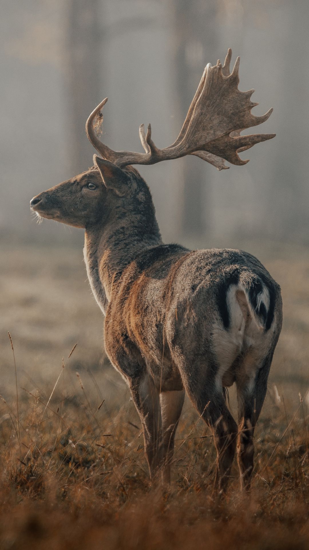 Iphone Deer Wallpapers