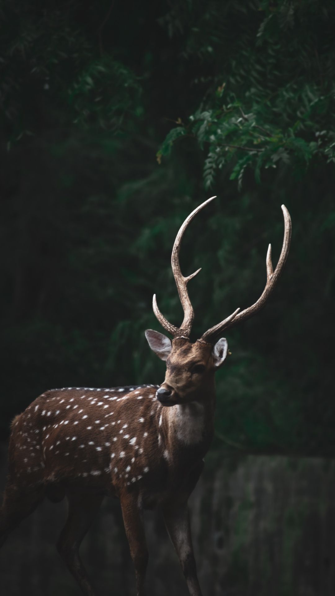 Iphone Deer Wallpapers