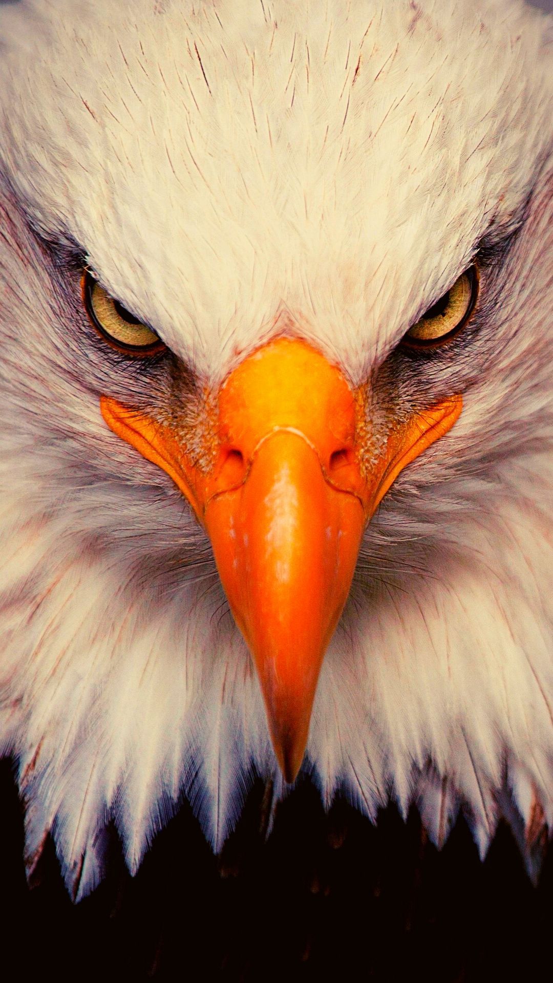 Iphone Eagle Wallpapers