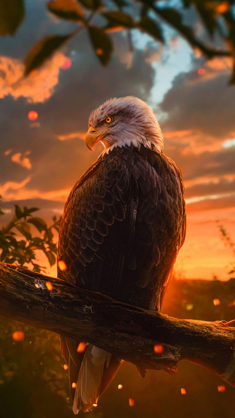 Iphone Eagle Wallpapers