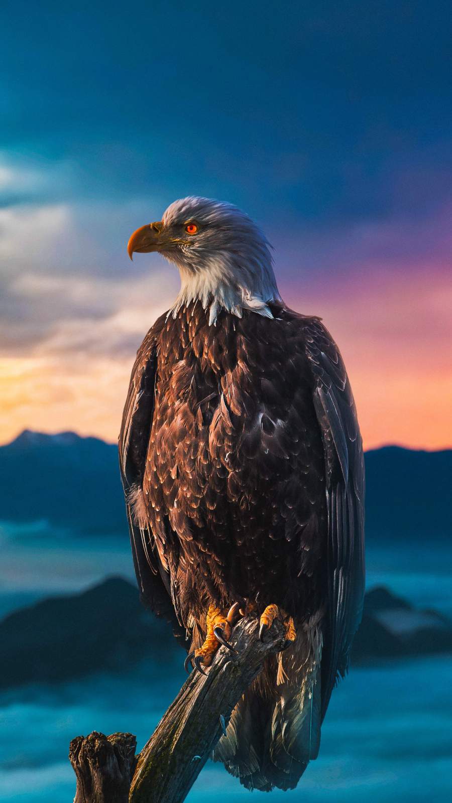 Iphone Eagle Wallpapers