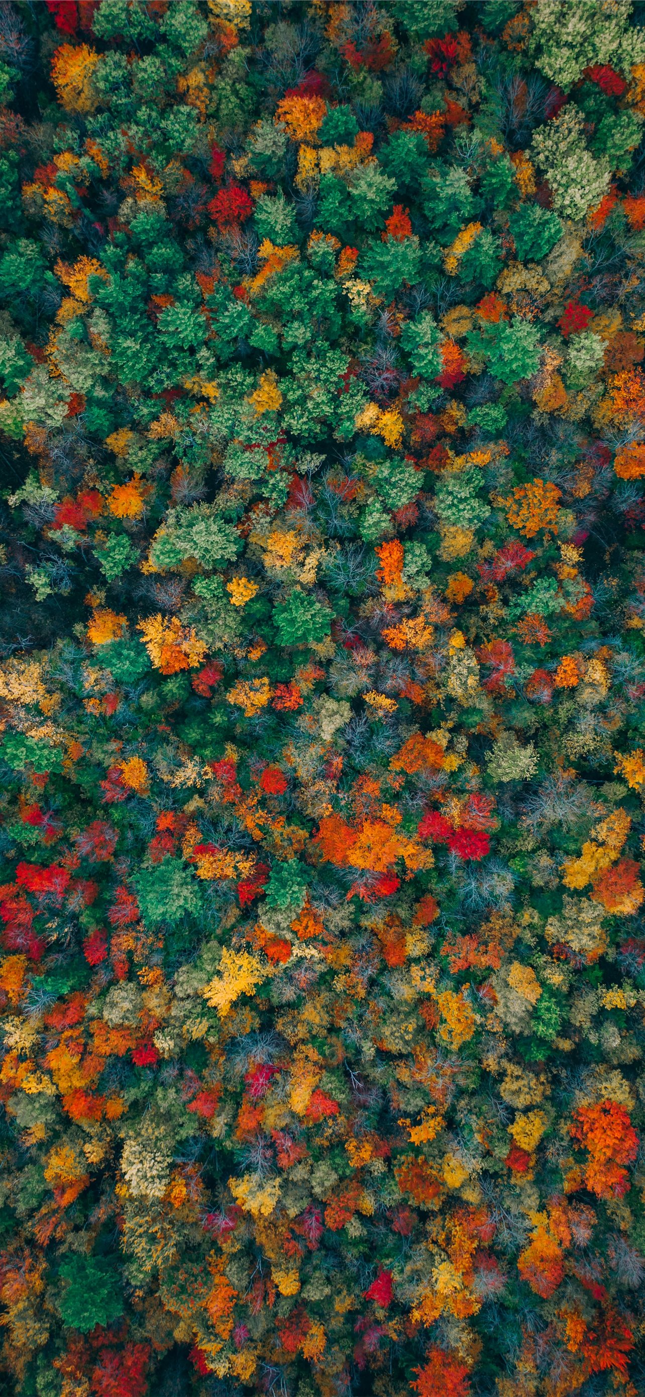 Iphone Fall Flowers Wallpapers