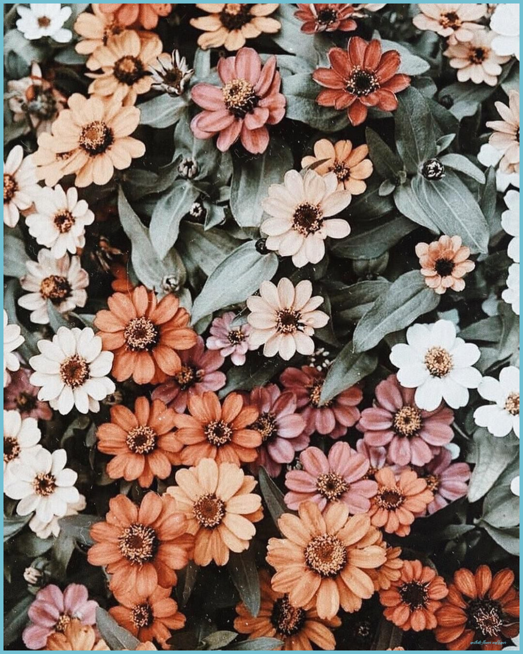 Iphone Fall Flowers Wallpapers