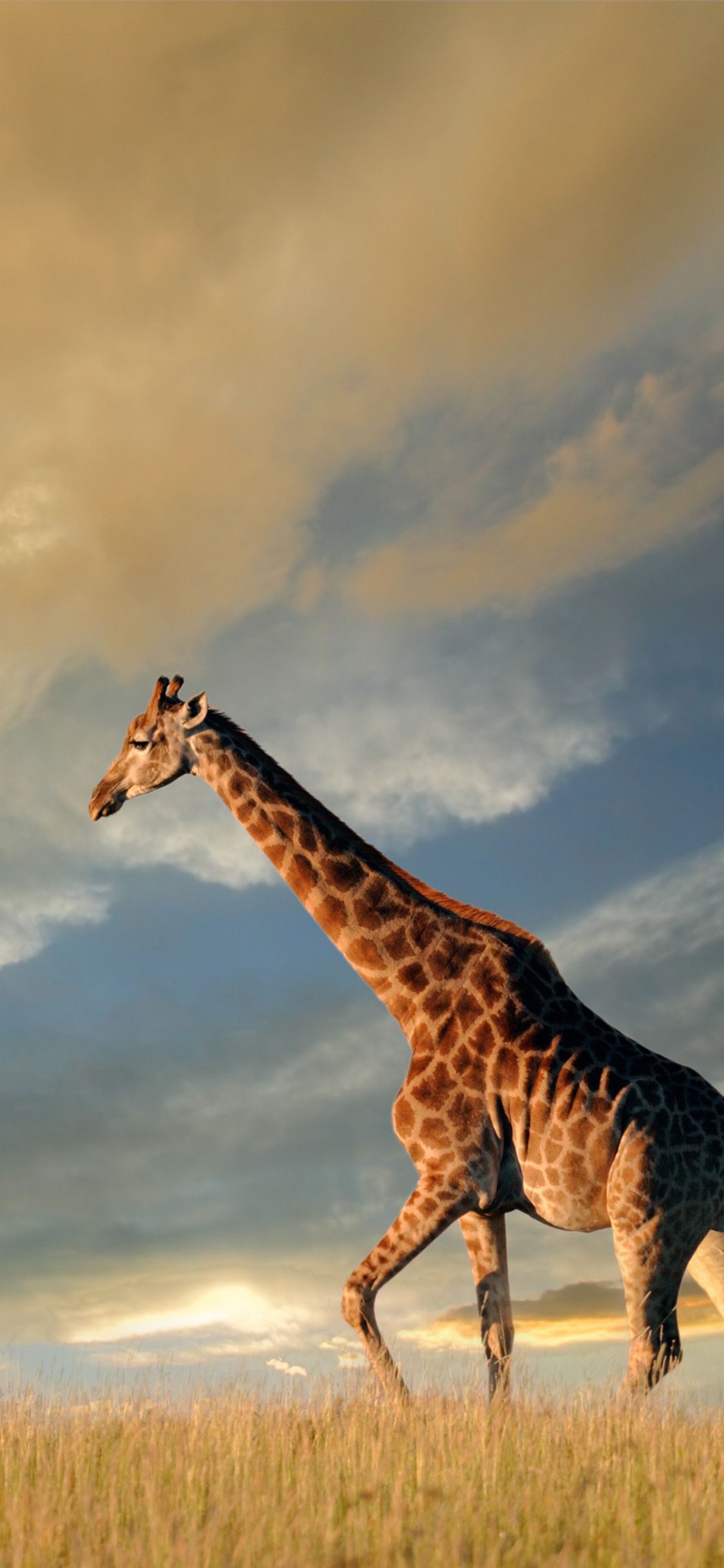 Iphone Giraffe Wallpapers