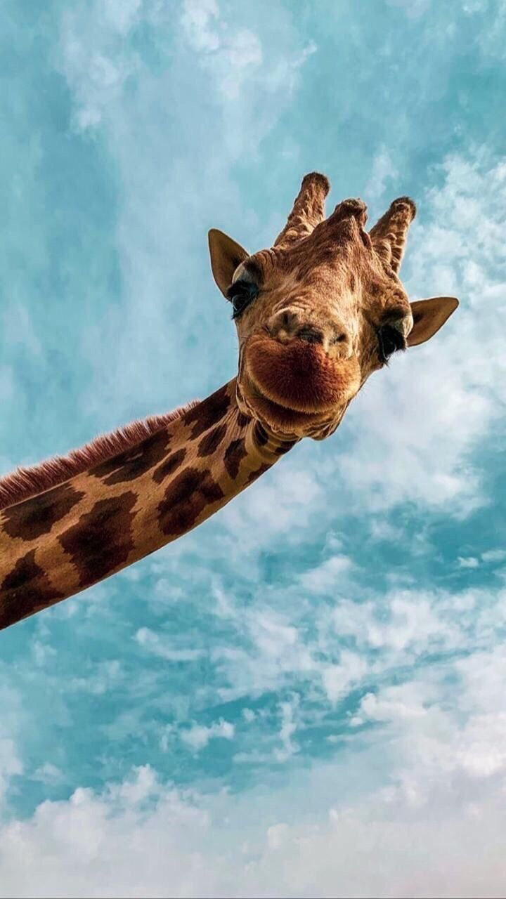 Iphone Giraffe Wallpapers